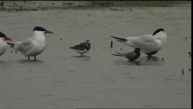 Ruddy Turnstone - ML404932