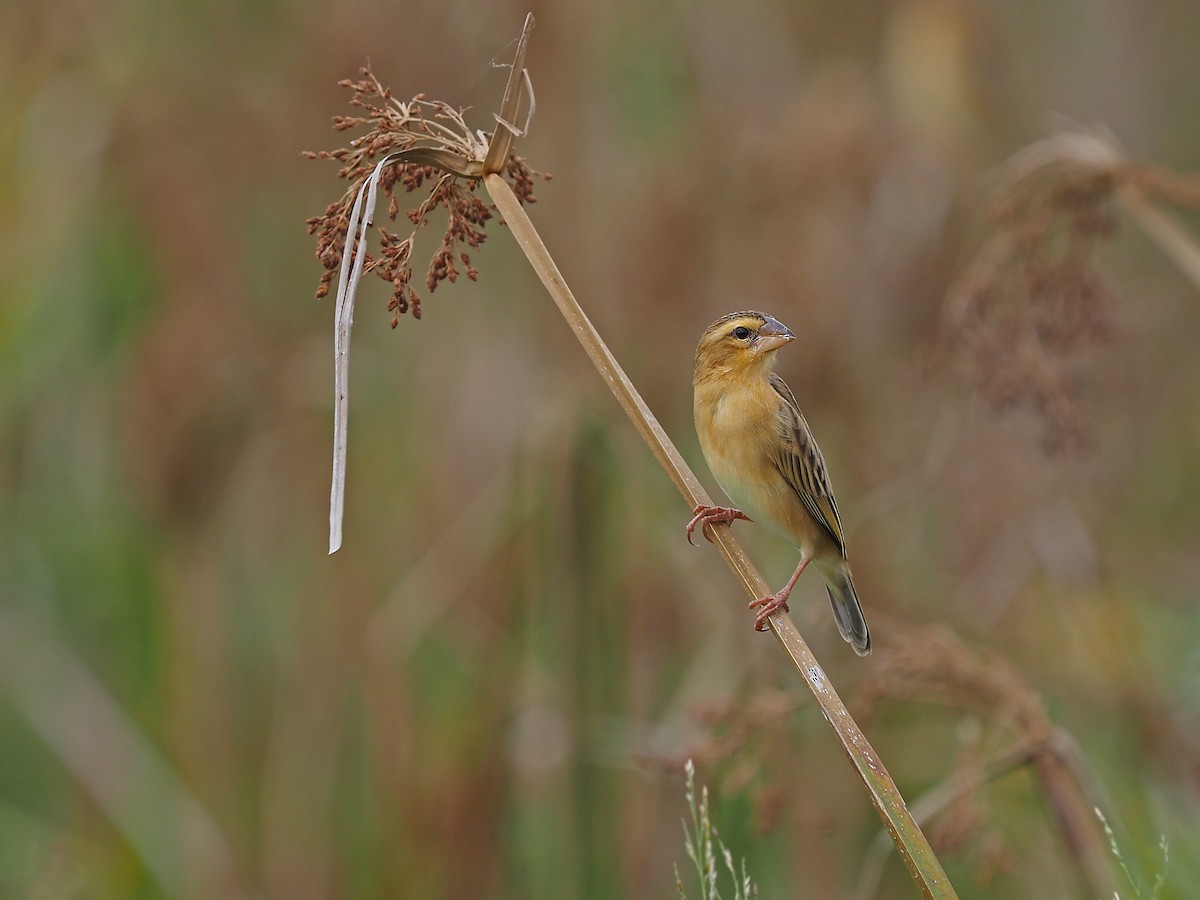 Asian Golden Weaver - ML404933041