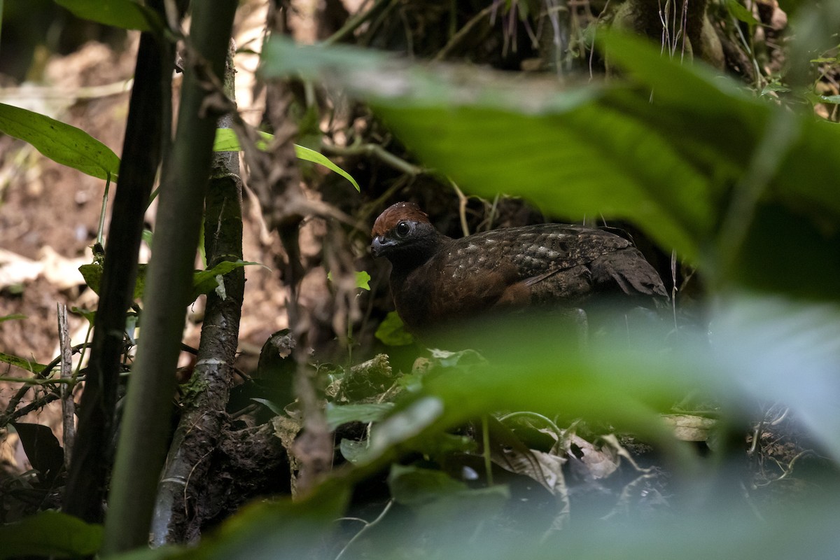 Black-eared Wood-Quail - ML404933091