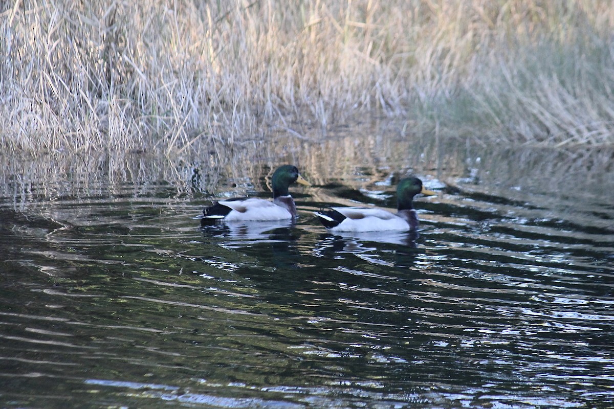 Canard colvert - ML404934891