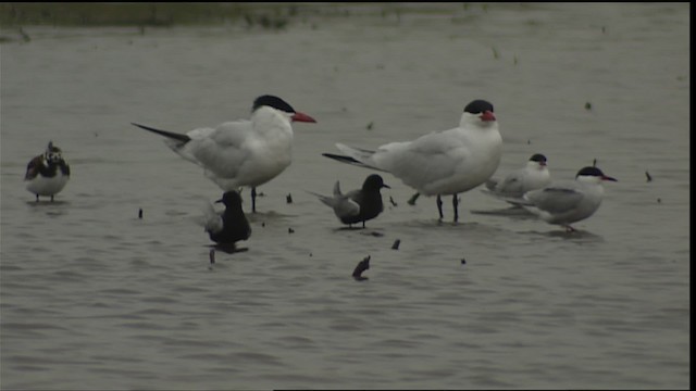 Black Tern (American) - ML404935