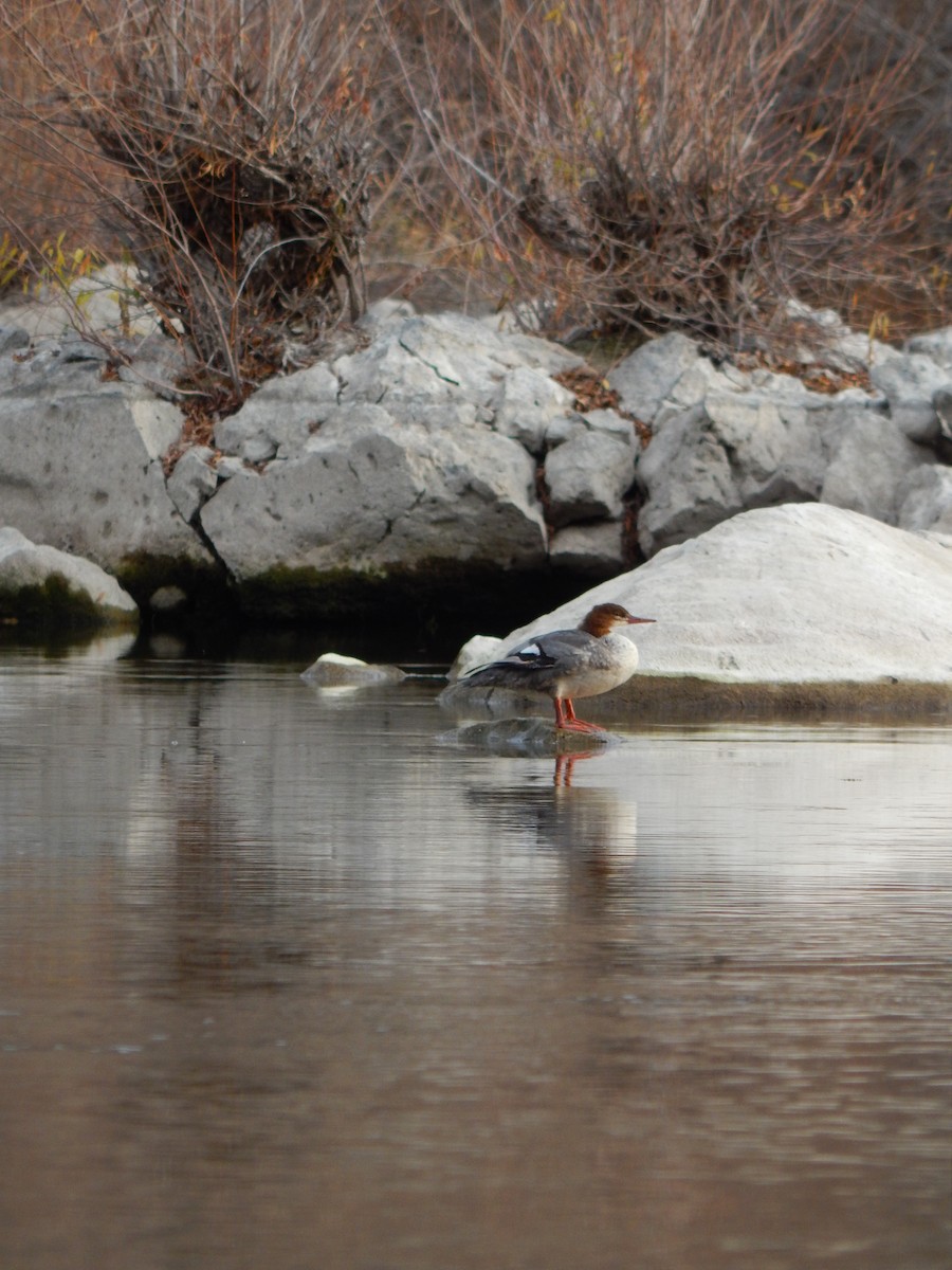 Common Merganser - ML40493571