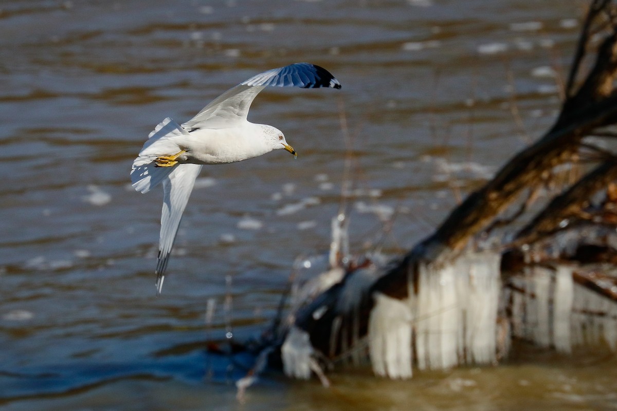 Ring-billed Gull - ML404935931