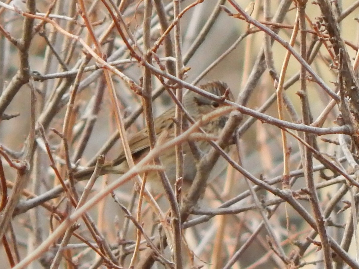 Lincoln's Sparrow - ML40493741