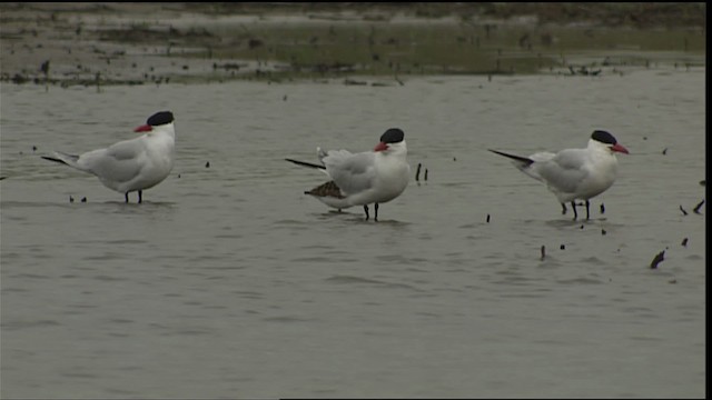 Caspian Tern - ML404938