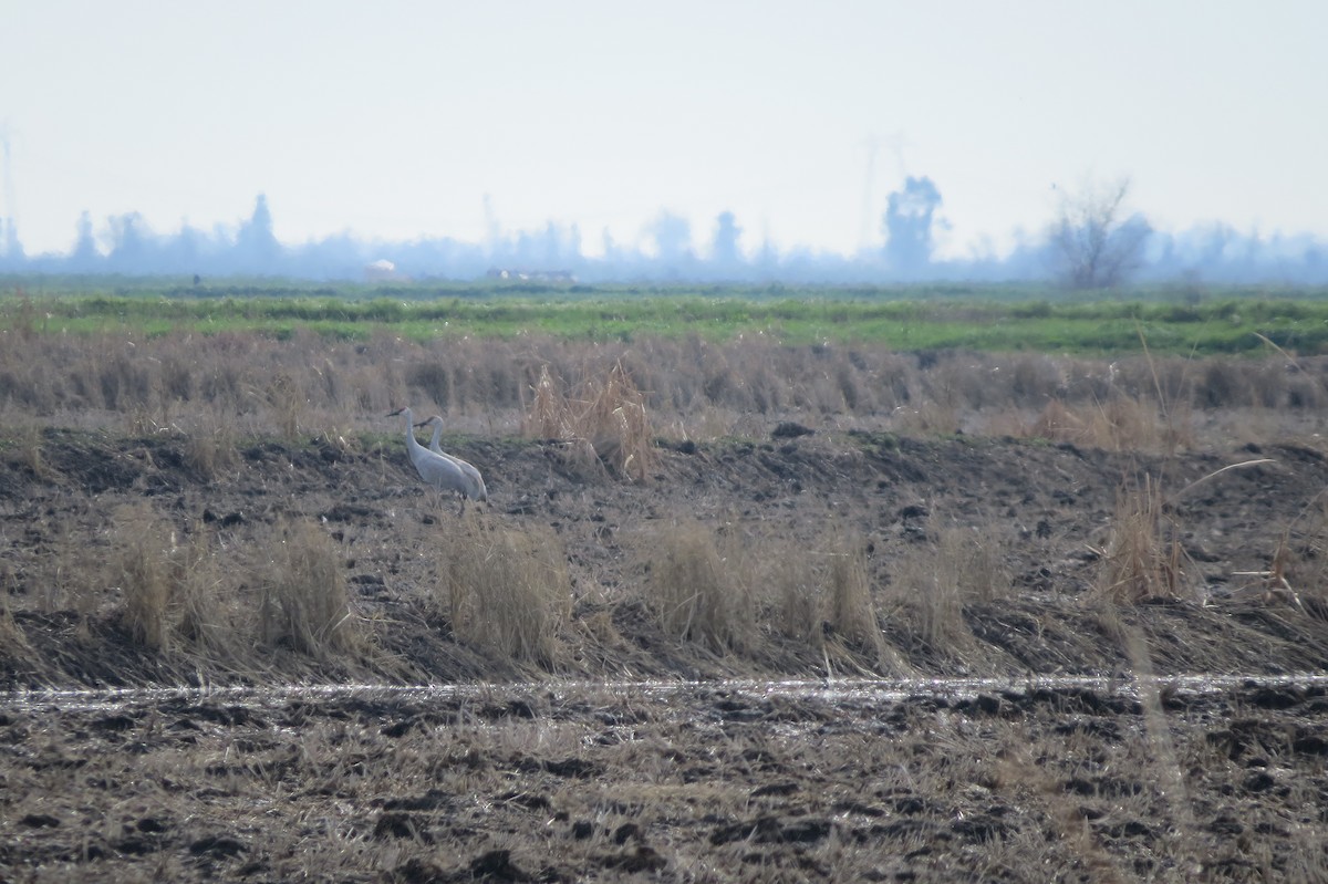 Орог тогоруу - ML404938091