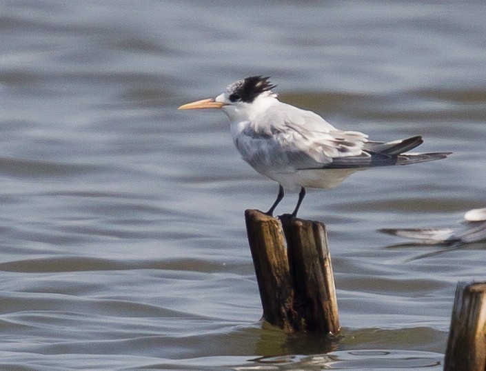 Elegant Tern - ML404938531