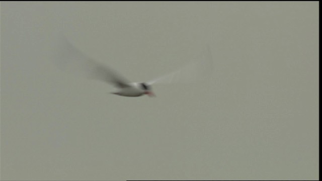 Caspian Tern - ML404939