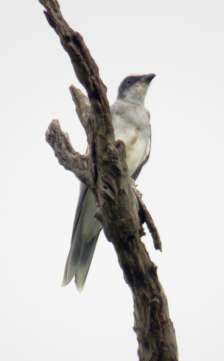 Black-faced Cuckooshrike - Greg Neill