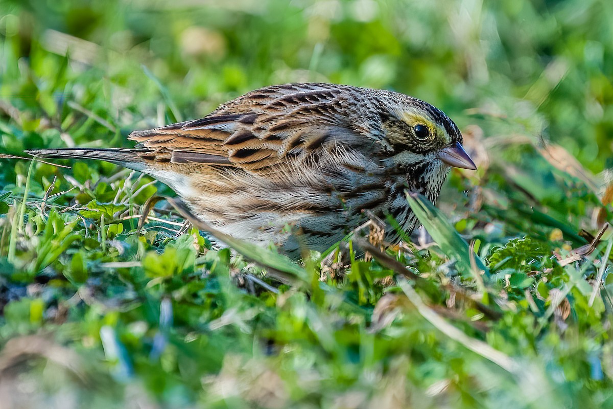 Savannah Sparrow - ML404940111