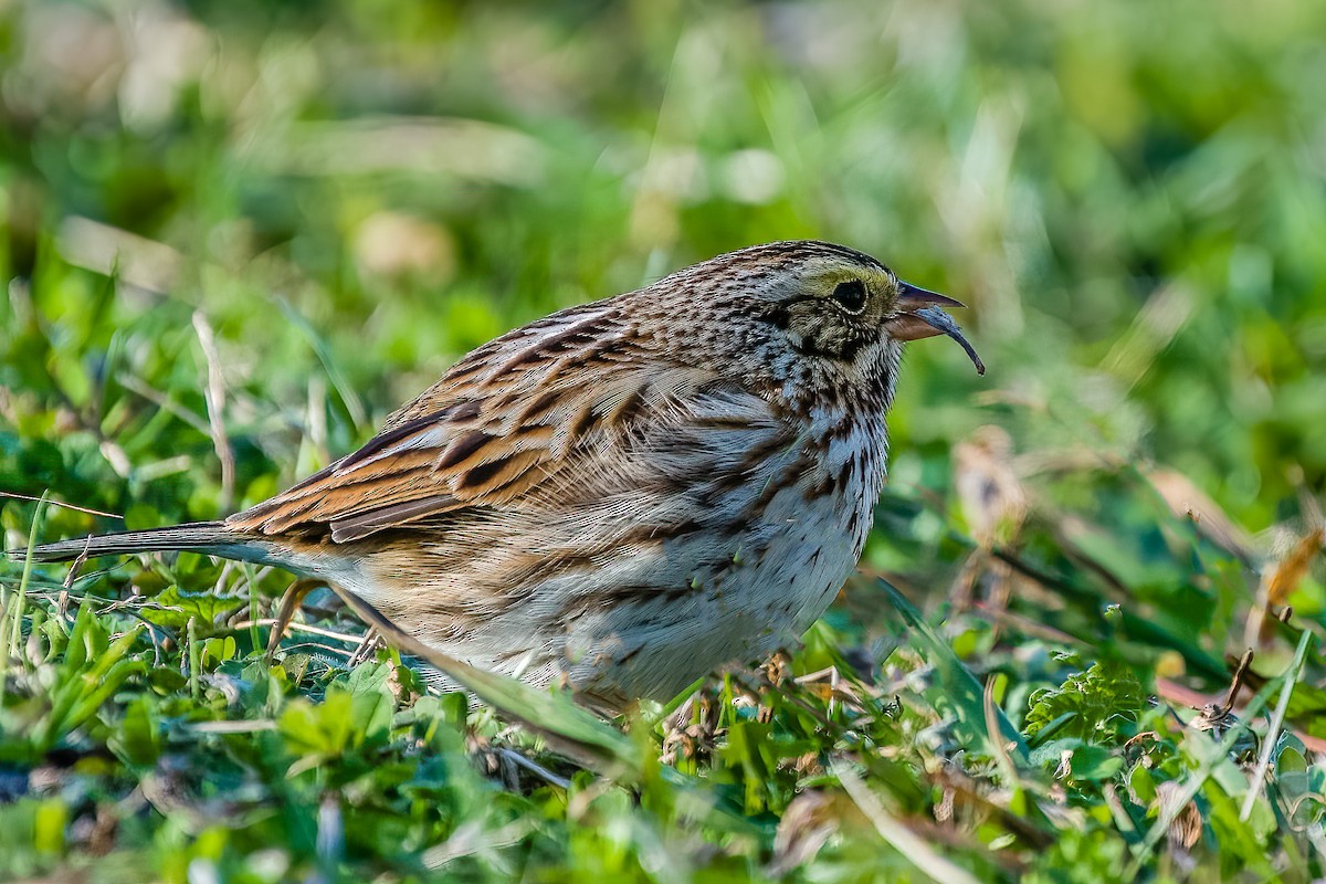 Savannah Sparrow - ML404940121