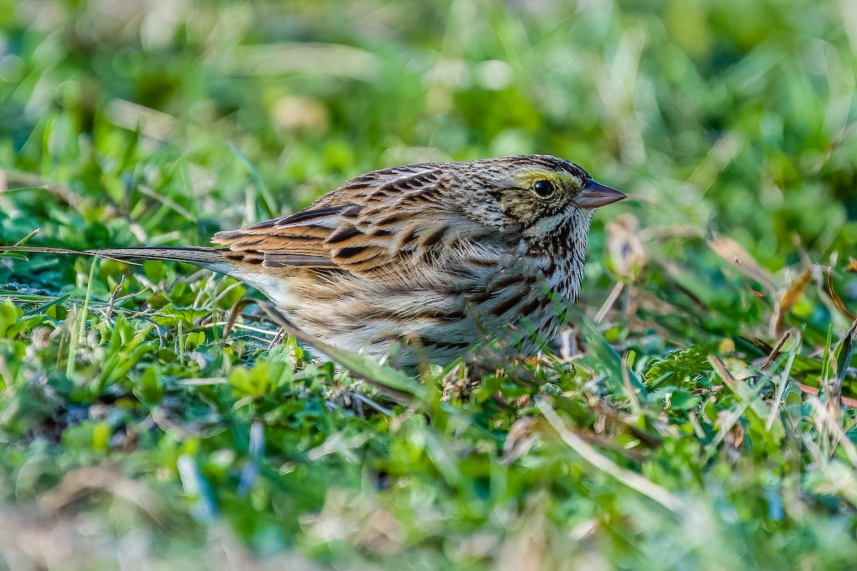 Savannah Sparrow - ML404940131