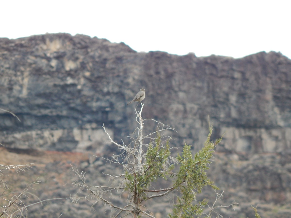 Townsend's Solitaire - ML40494111