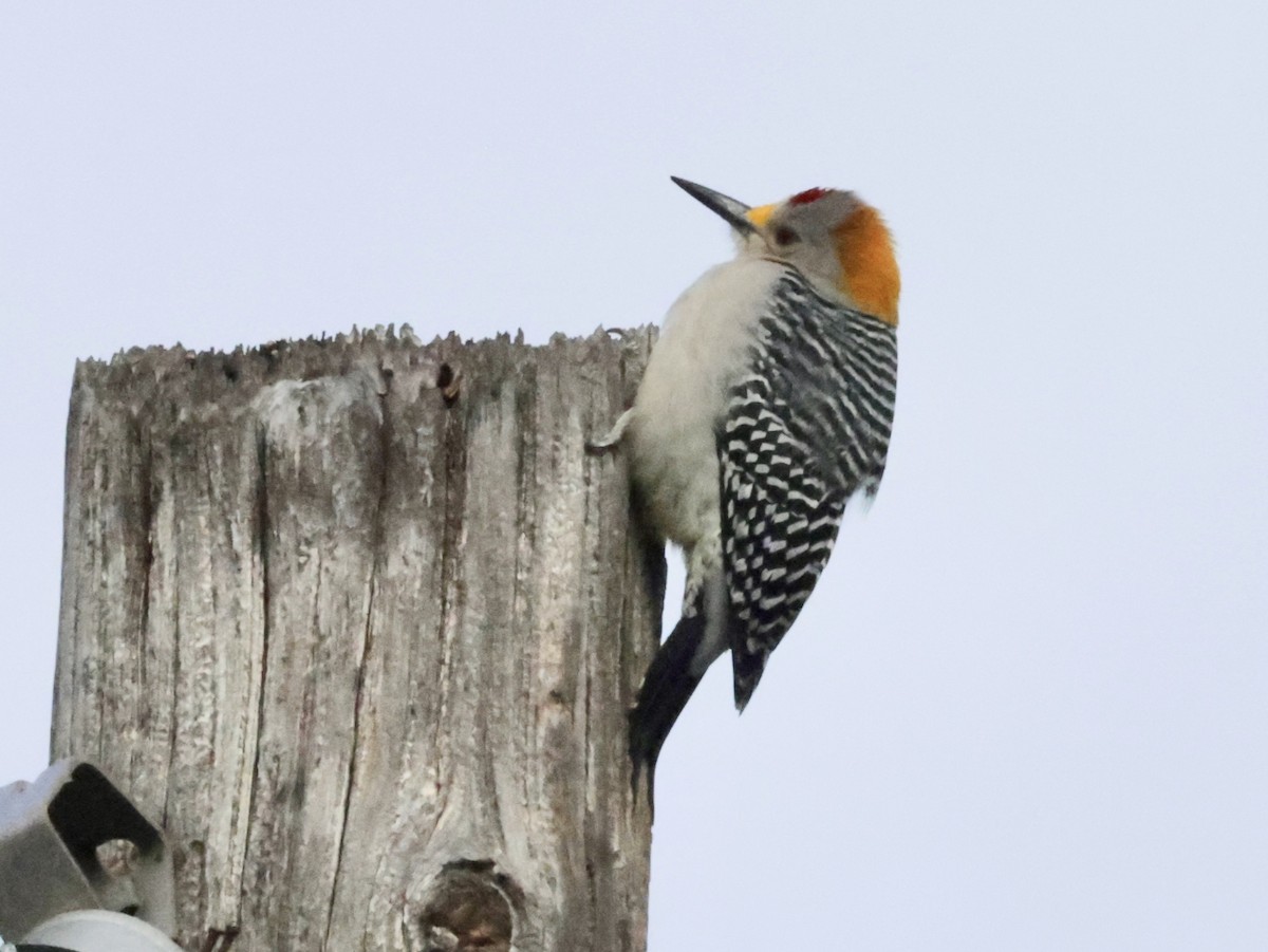 Golden-fronted Woodpecker - Ken Oeser