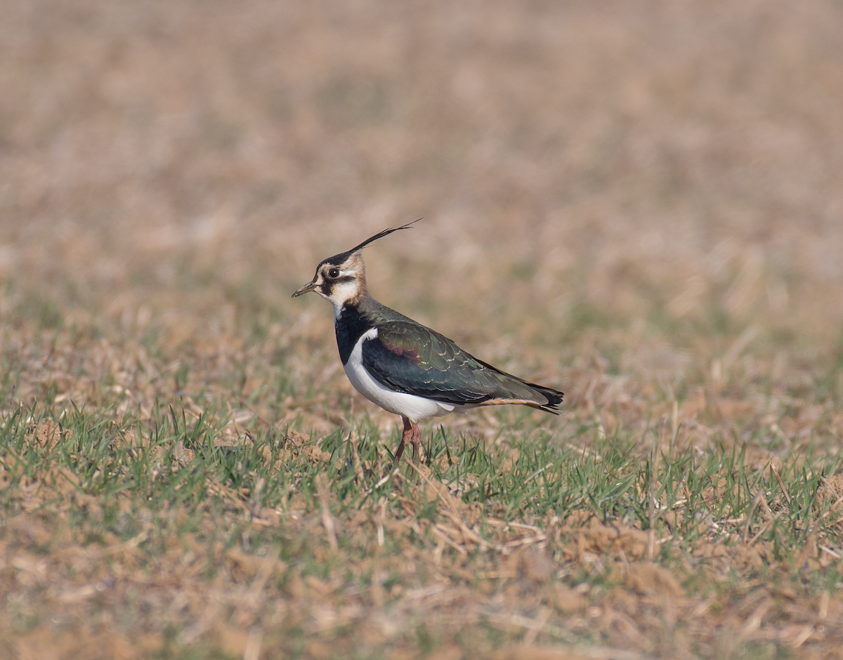 Northern Lapwing - ML404942631