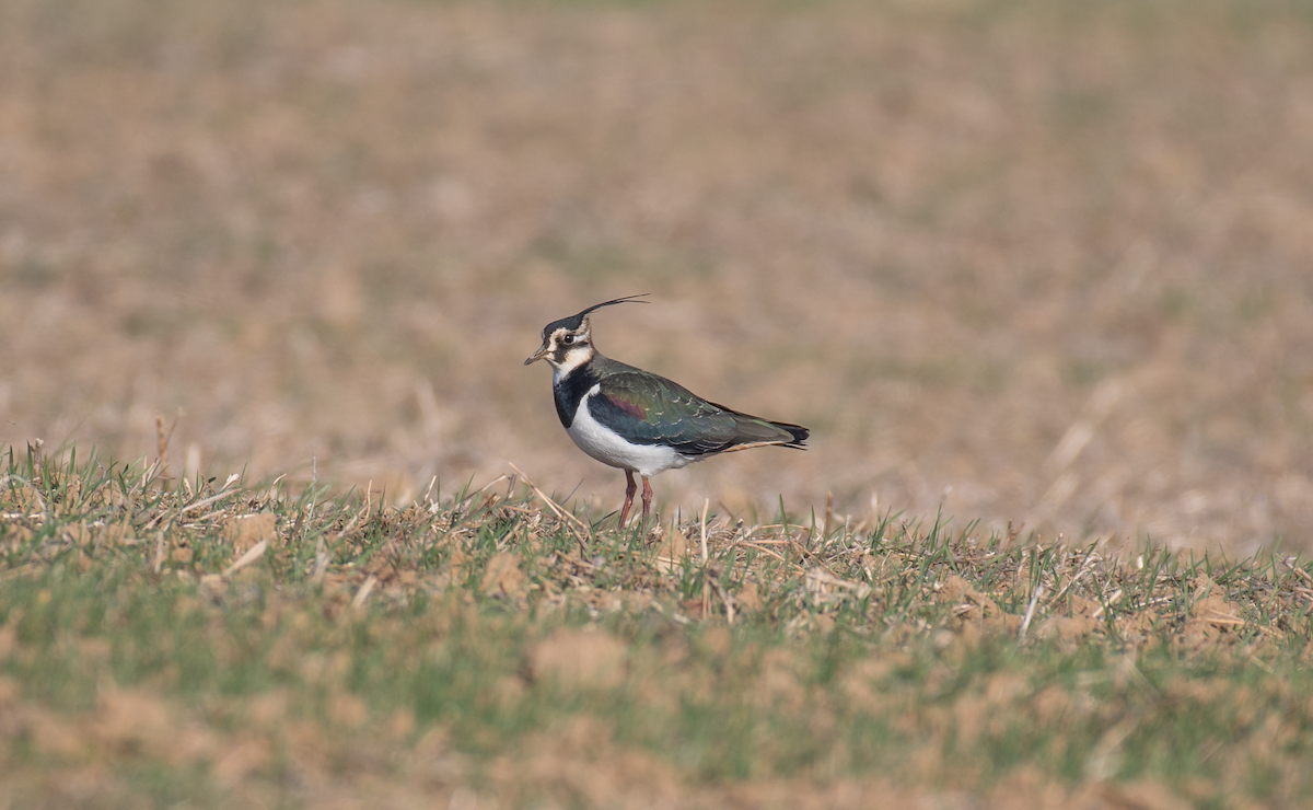 Northern Lapwing - ML404942841