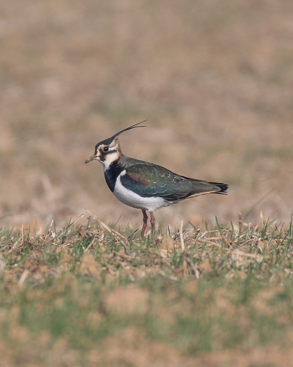 Northern Lapwing - ML404942851