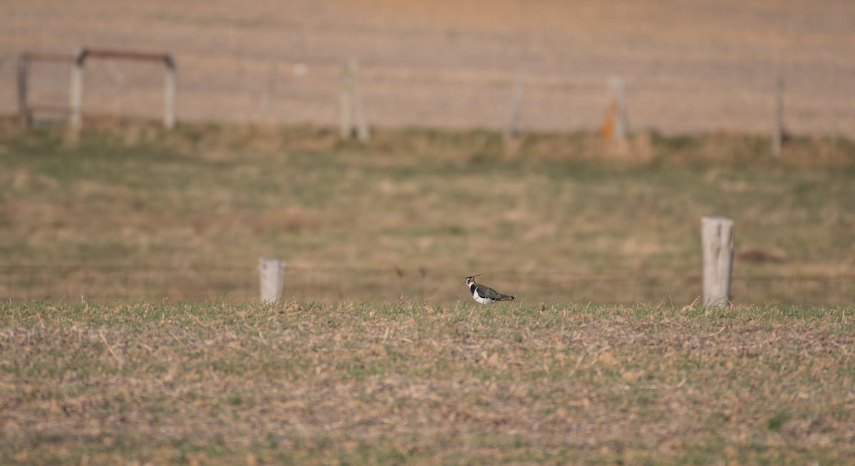 Northern Lapwing - ML404943061