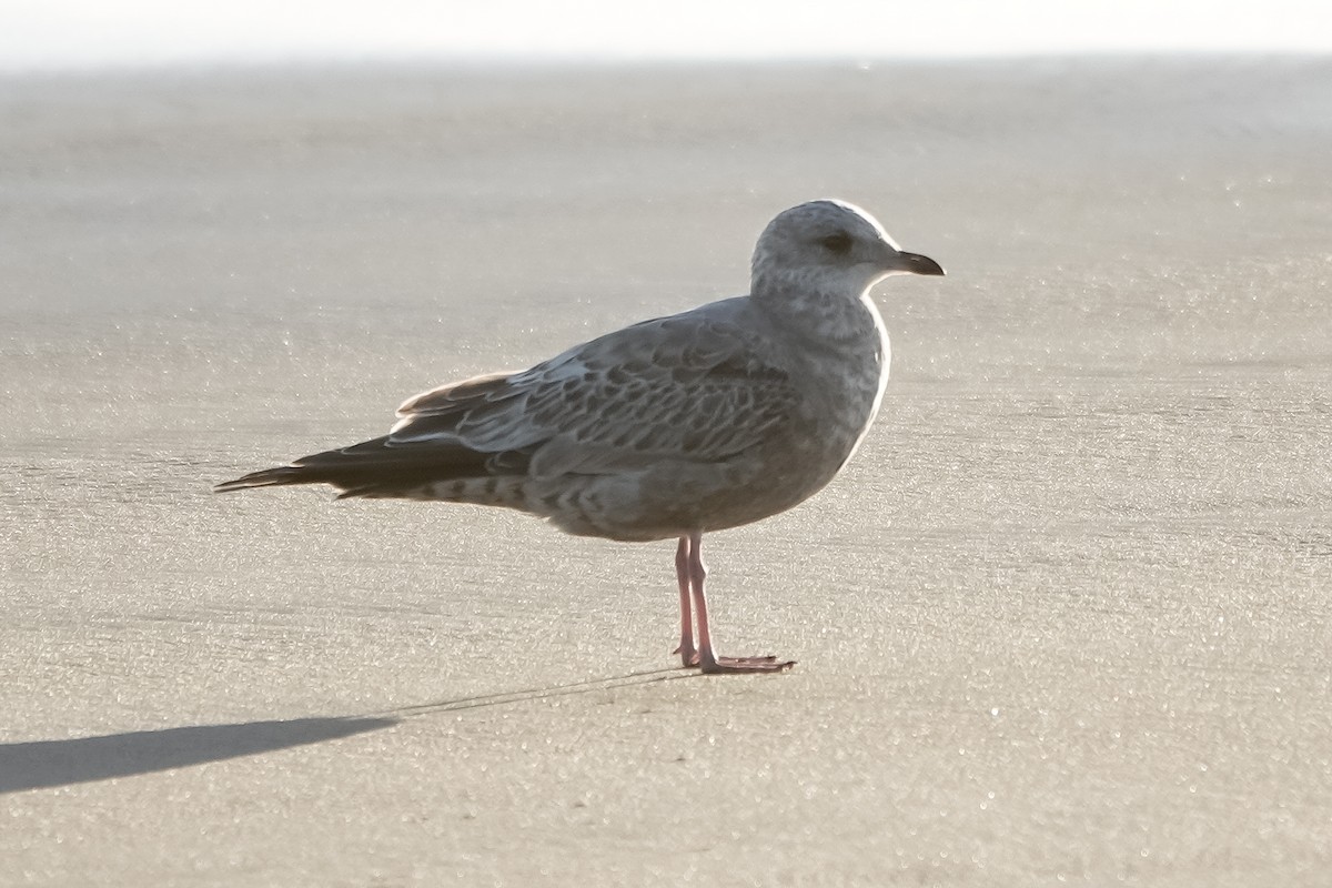 Short-billed Gull - ML404943091