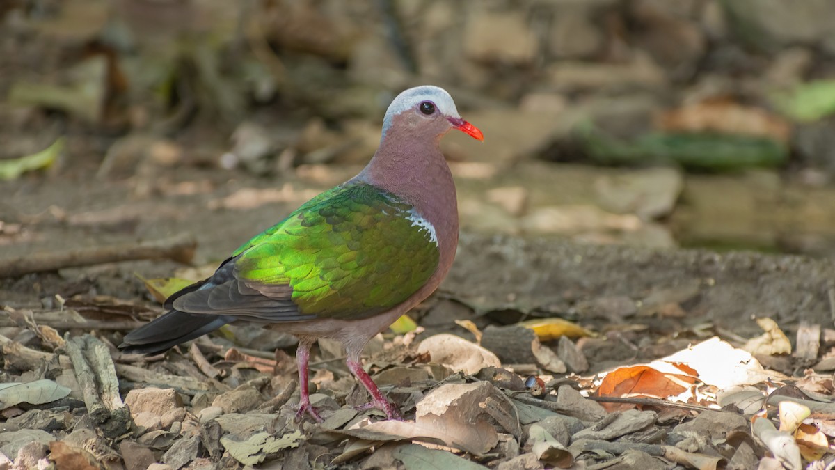 Asian Emerald Dove - ML404943141