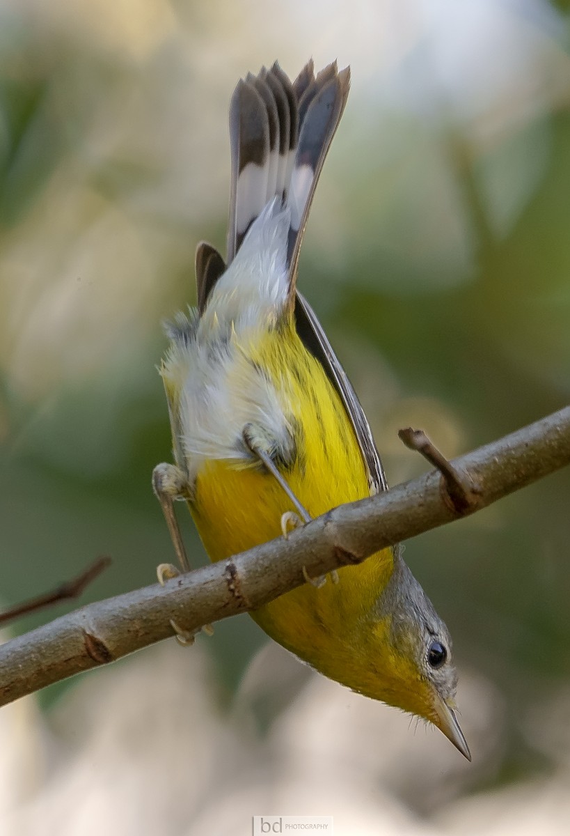 Manolya Ötleğeni - ML404943211