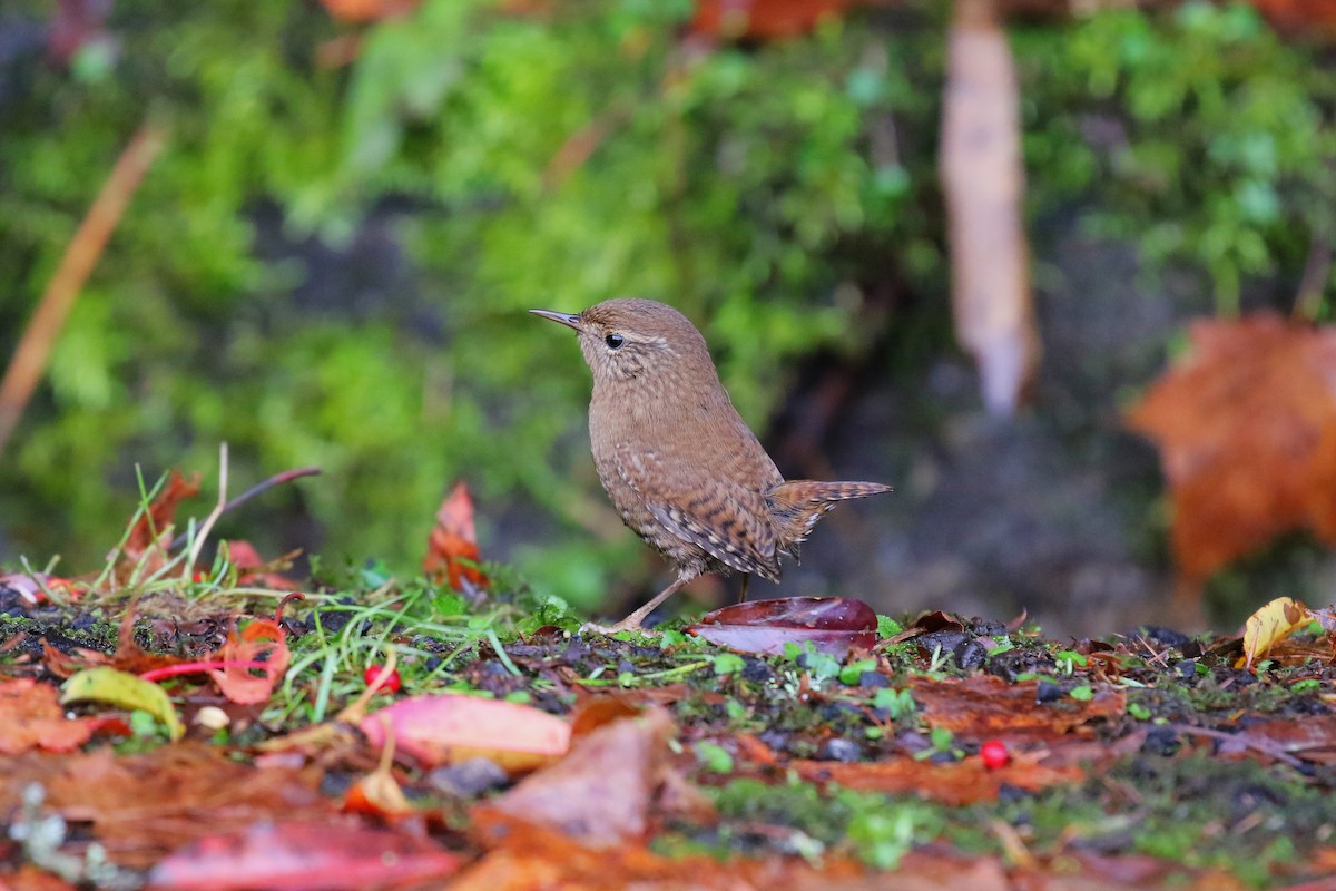 Eurasian Wren - ML404943451