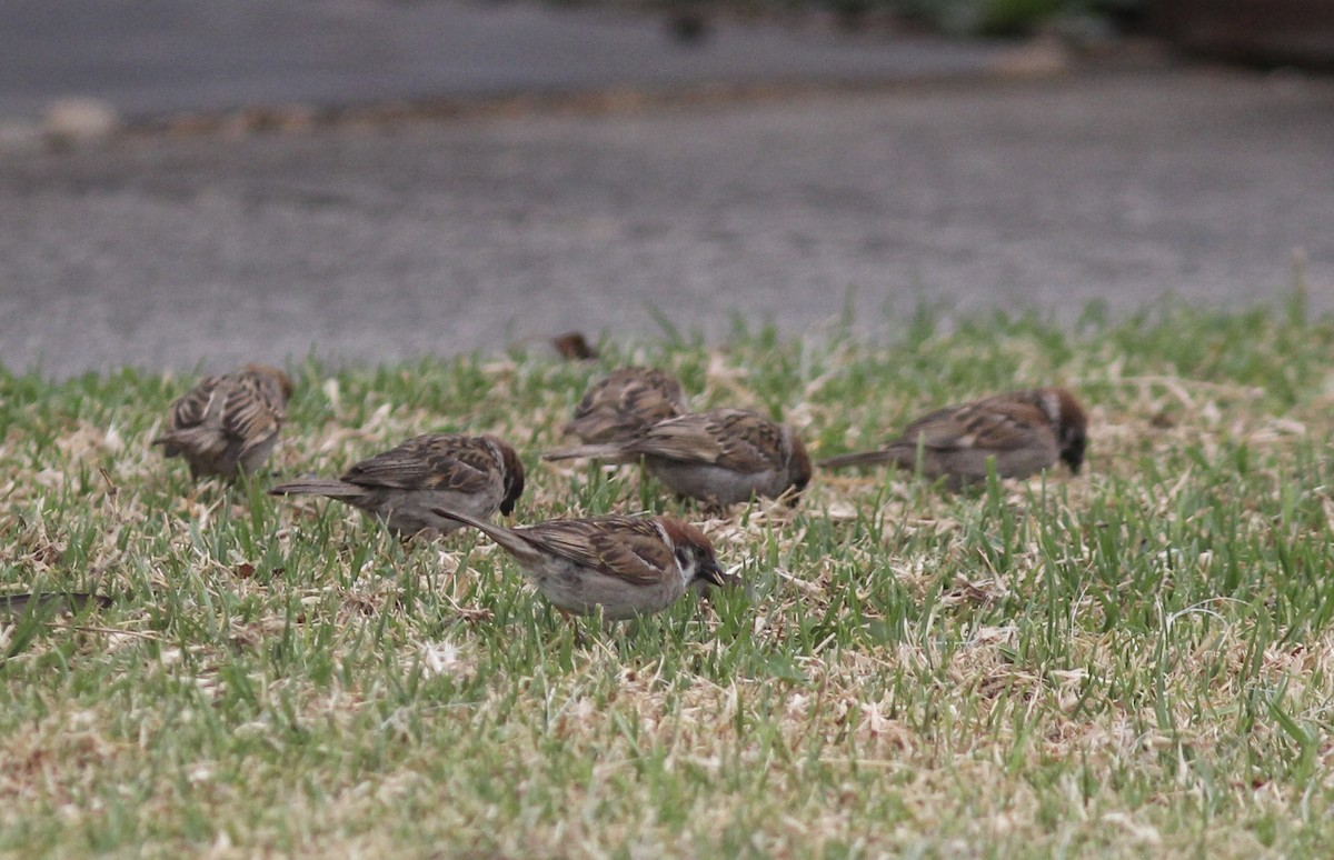 Eurasian Tree Sparrow - ML404943851