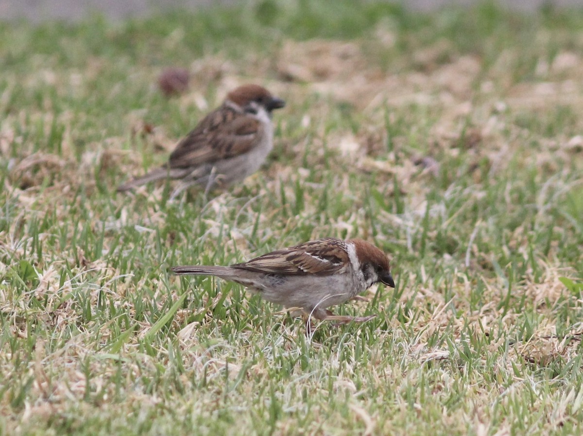 Eurasian Tree Sparrow - ML404943871