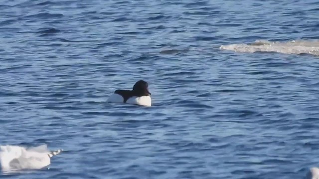 Common Merganser (North American) - ML404944661