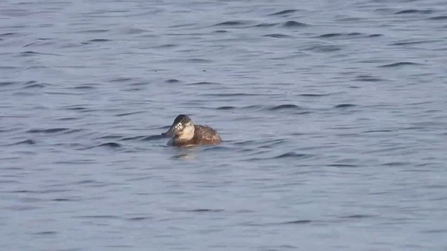 Ruddy Duck - ML404945101