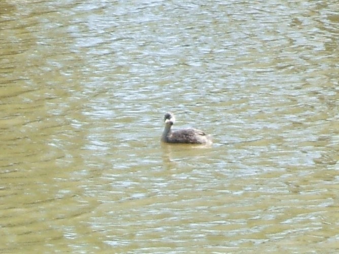 Hoary-headed Grebe - ML404945211