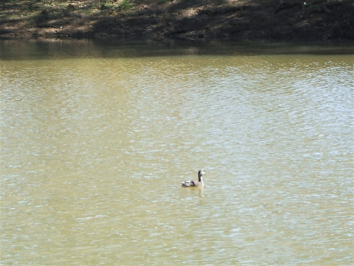 Hoary-headed Grebe - ML404945221