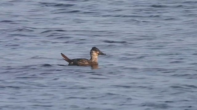 Ruddy Duck - ML404945251