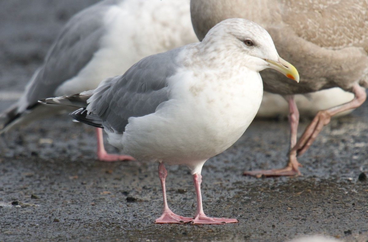 Gaviota Groenlandesa (thayeri) - ML404946481