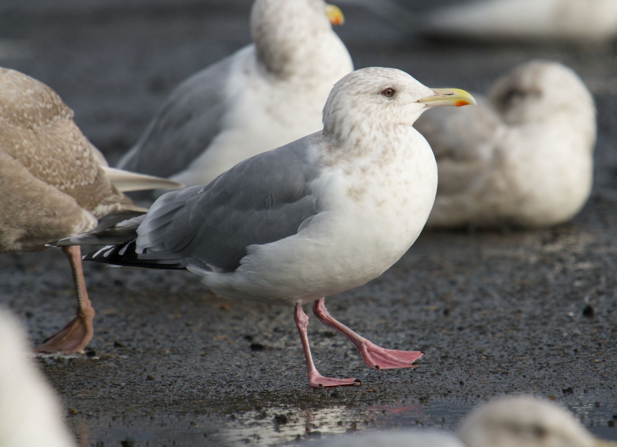 Iceland Gull (Thayer's) - ML404946491