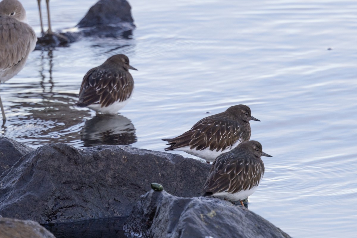 Black Turnstone - Loni Ye