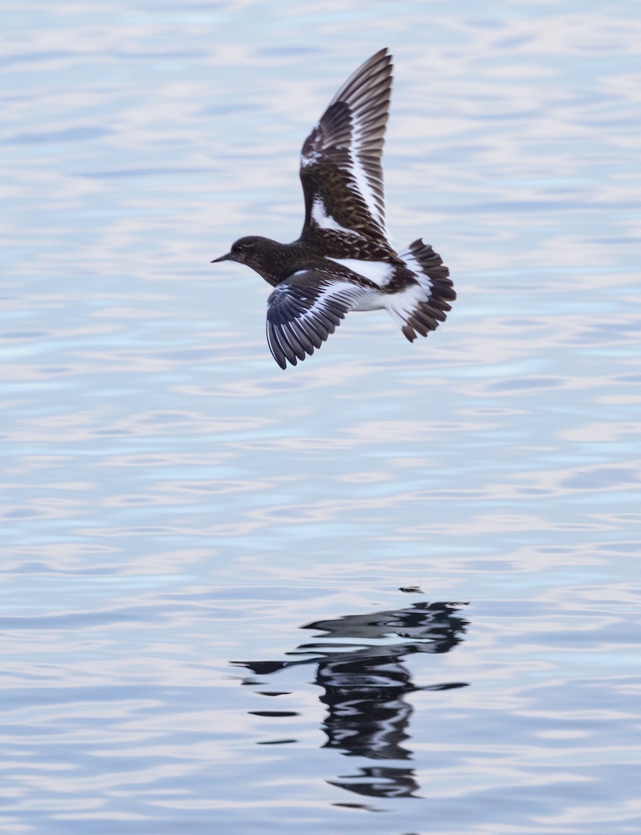 Black Turnstone - ML404946661