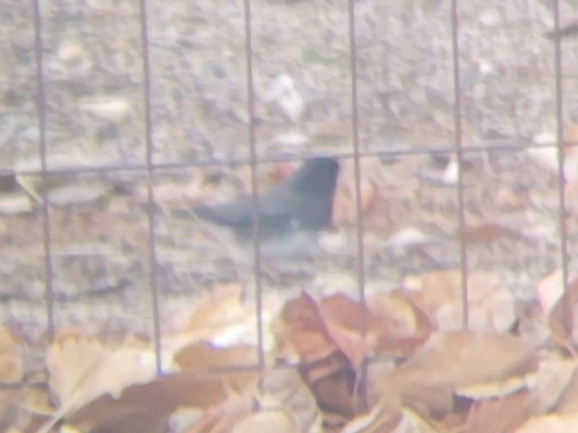 Dark-eyed Junco (cismontanus) - Annie Meyer