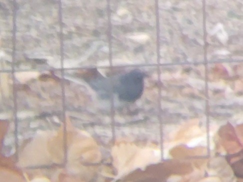 Junco Ojioscuro (cismontanus) - ML404948631