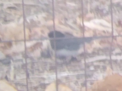 Dark-eyed Junco (cismontanus) - ML404948741