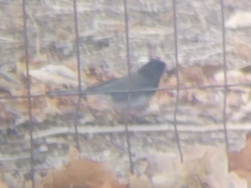 Junco Ojioscuro (cismontanus) - ML404948751