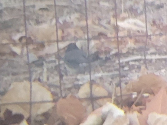 Junco Ojioscuro (cismontanus) - ML404948971