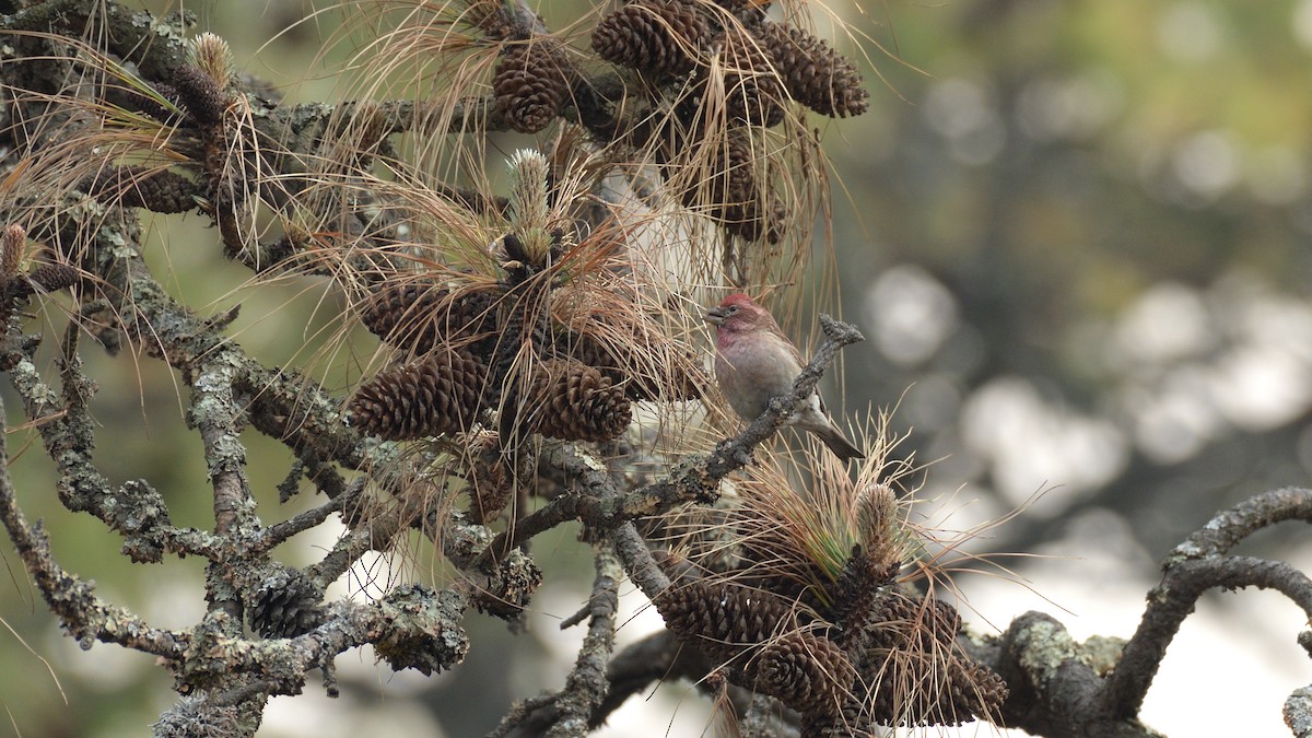 Cassin's Finch - ML404949001