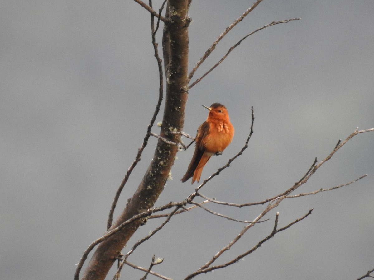 kolibřík duhovohřbetý - ML404950021