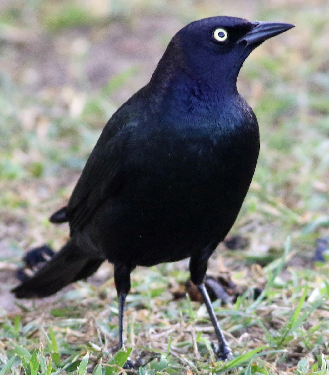 Brewer's Blackbird - ML404950151