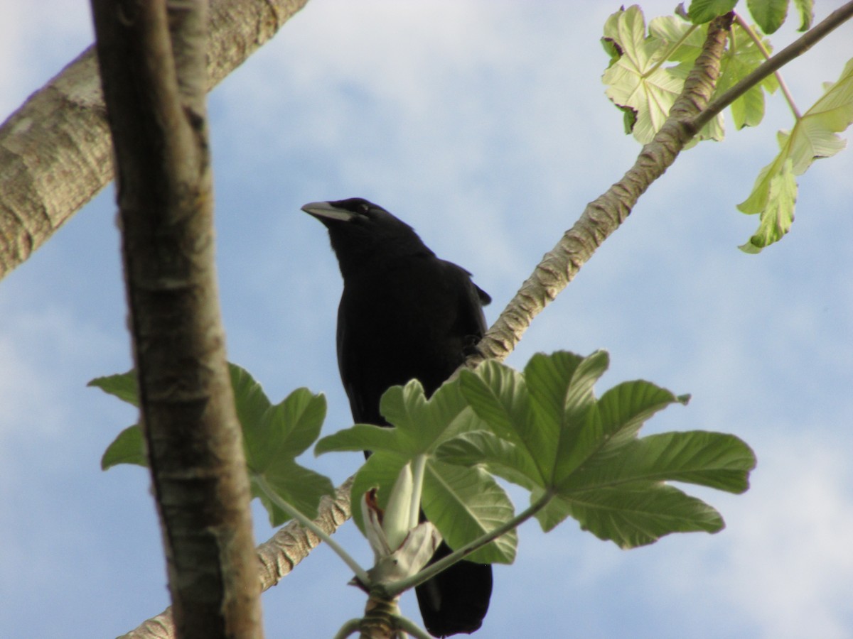 Cuban Crow - ML404951381