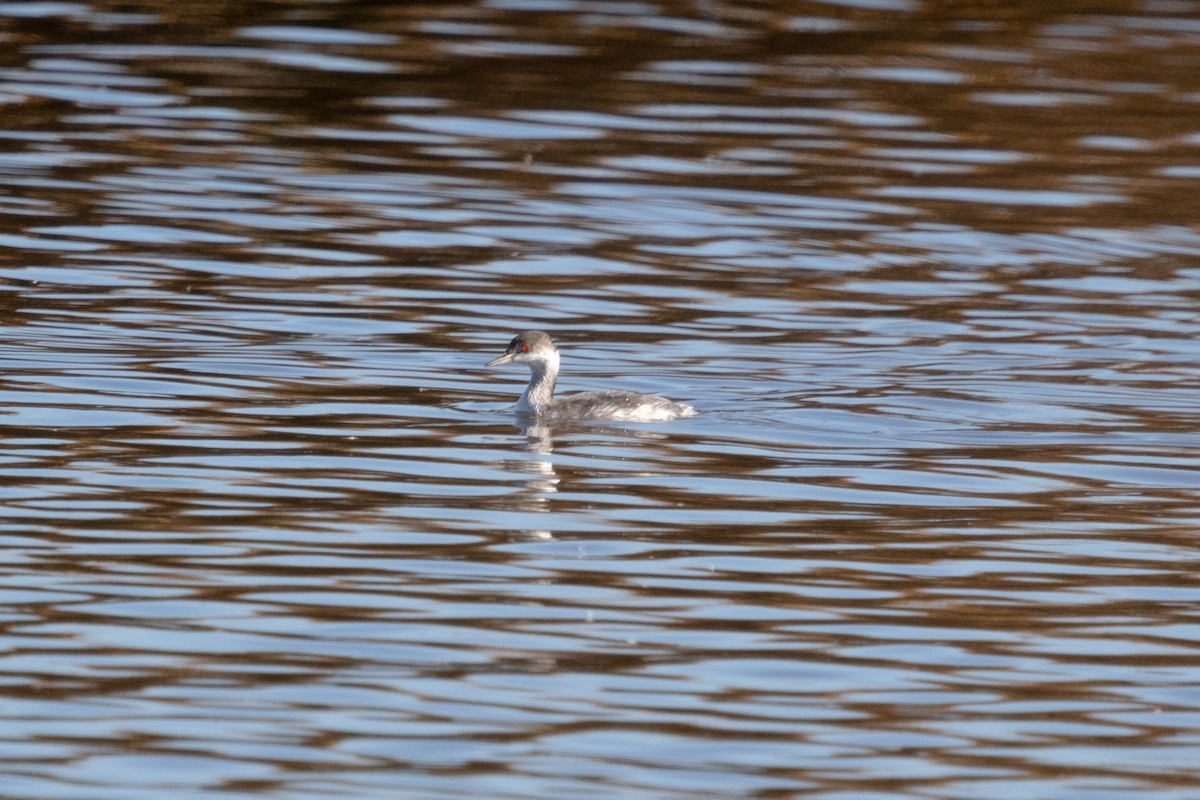 Eared Grebe - ML404951571