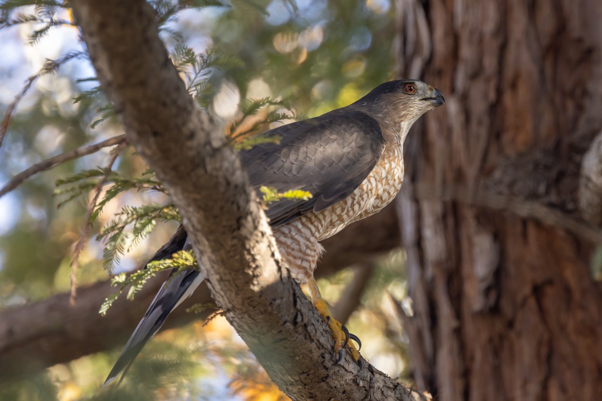 Cooper's Hawk - ML404954721