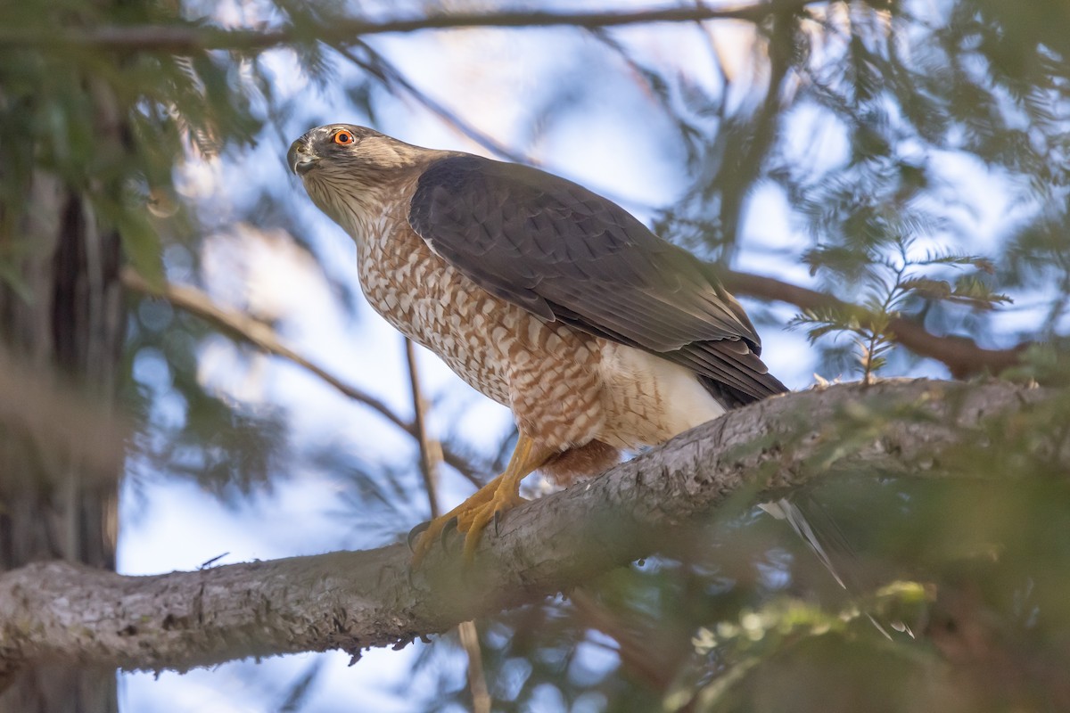 Cooper's Hawk - ML404954751