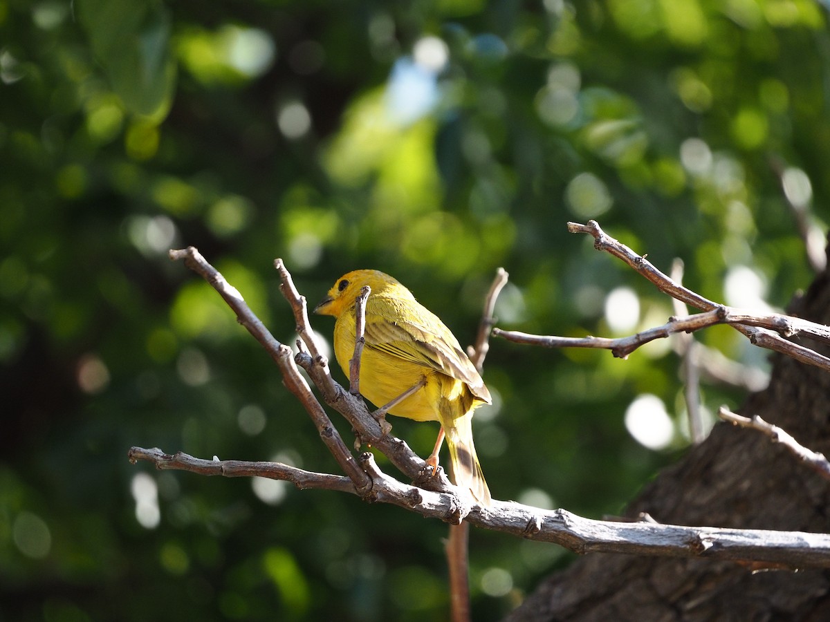 Saffron Finch - ML404955891